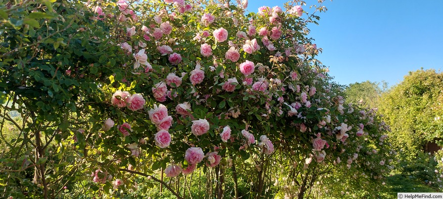'Blairii No. 2' rose photo