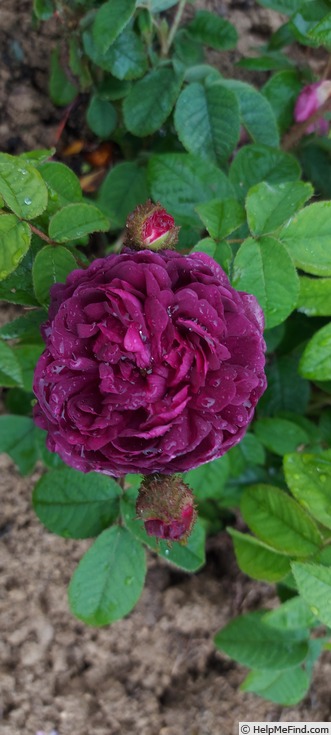 'Capitaine John Ingram' rose photo
