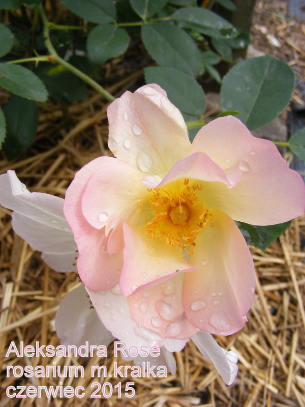 'The Alexandra Rose ™ (shrub, Austin 1992)' rose photo