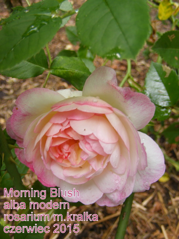 'Morning Blush ™ (Alba, Sievers, 1974)' rose photo