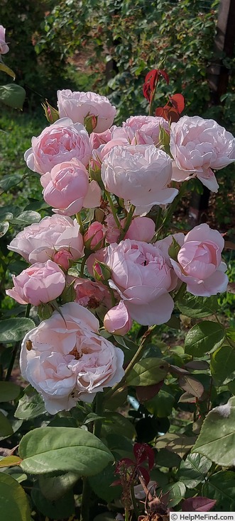 'Chaucer' rose photo