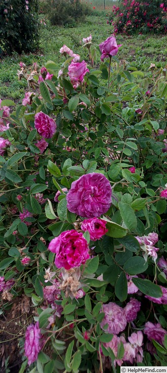 'Daphné (gallica, Vibert, 1819)' rose photo