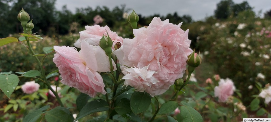 'Eglantyne' rose photo