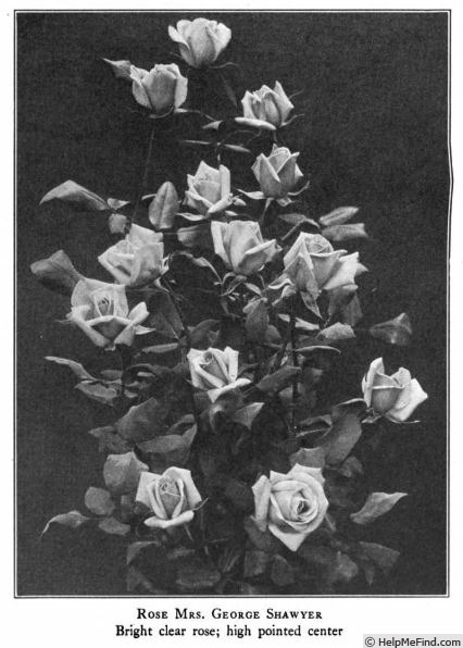 'Mrs. George Shawyer' rose photo