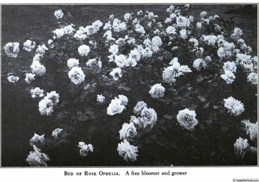 'Ophelia (hybrid tea, Paul 1912)' rose photo