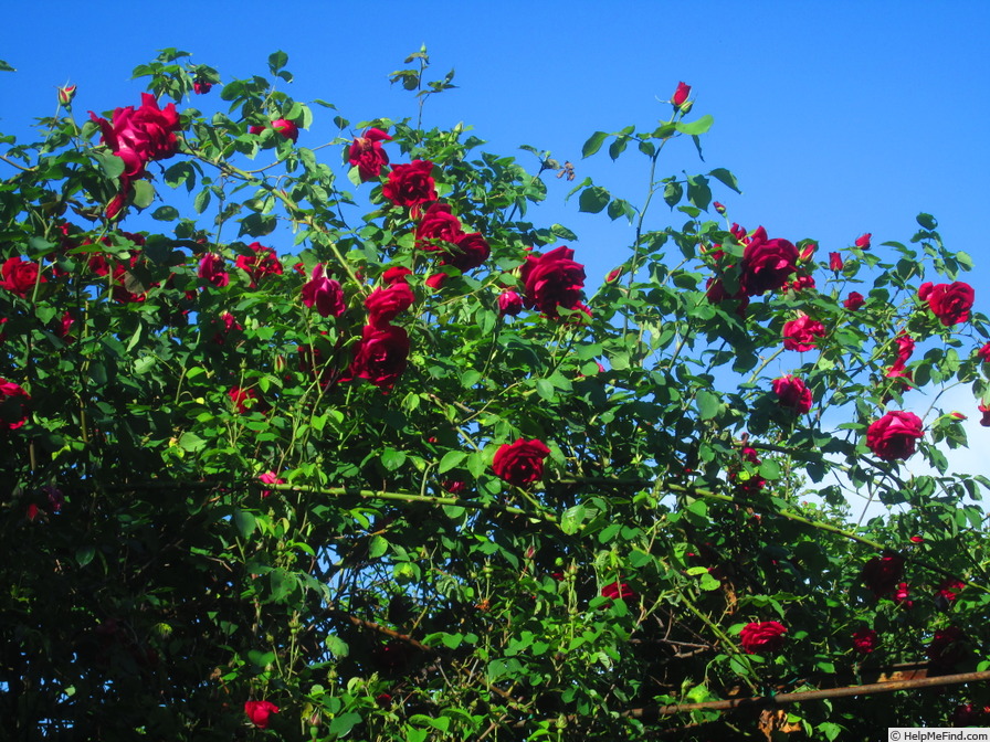 'Étoile de Hollande' rose photo