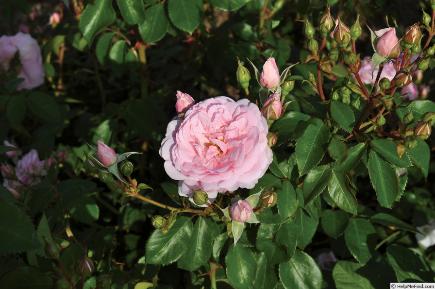 'Blush™ Winterjewel ®' rose photo