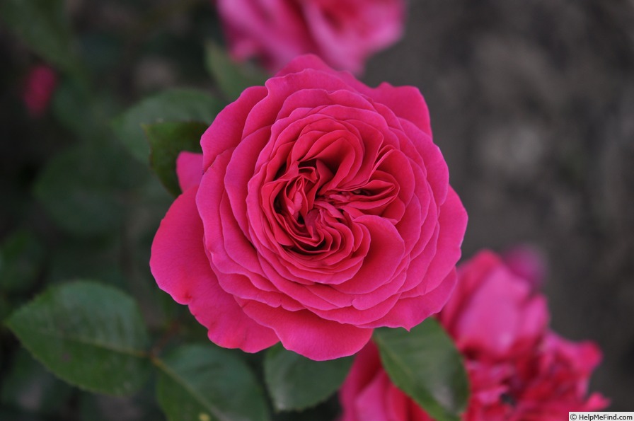 'Alexia Frayla' rose photo