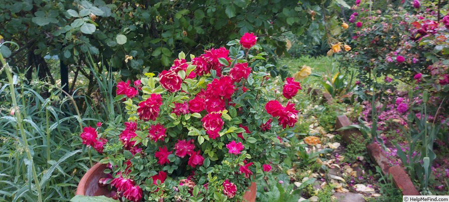 'Éblouissant' rose photo