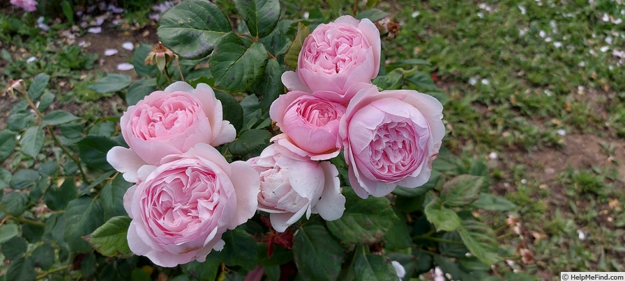 'Geoff Hamilton' rose photo