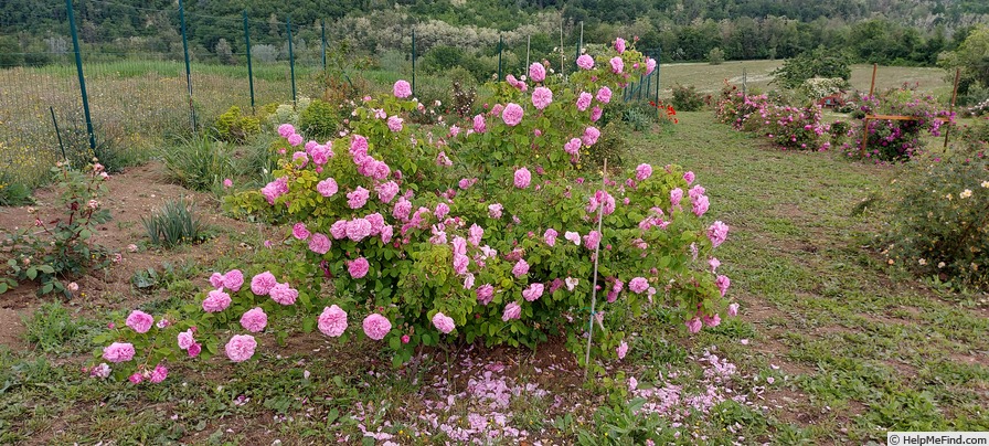 'Gros Choux d'Hollande' rose photo