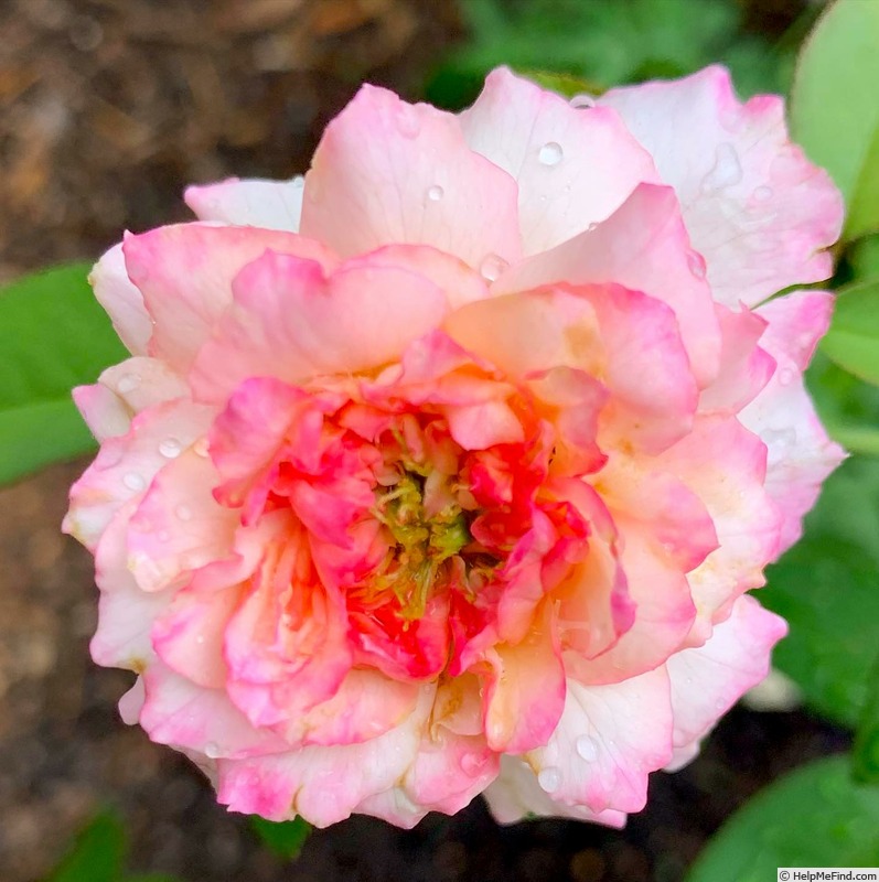 'Southern Sweet Tea' rose photo