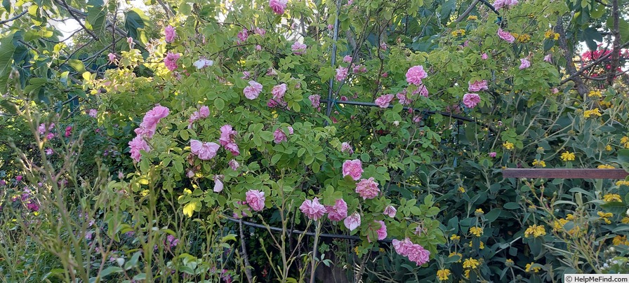 'Ispahan (damask, Unknown, before 1827)' rose photo