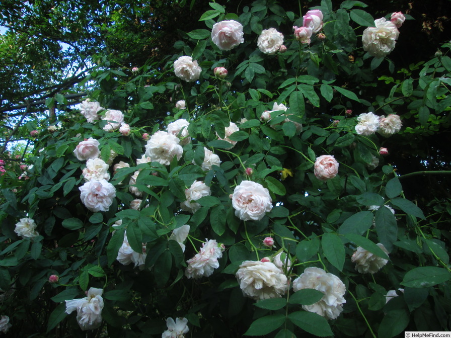 'Juno (centifolia, Bell before 1820)' rose photo