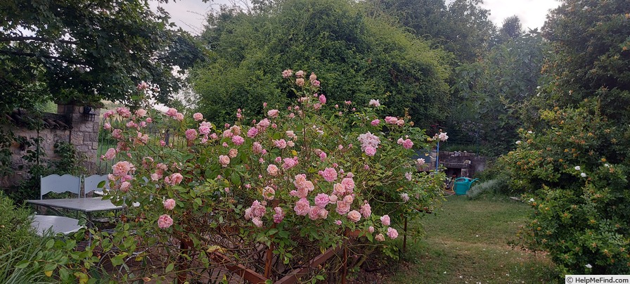 'Mademoiselle Franziska Krüger' rose photo