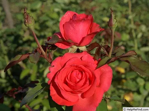 'Coral Panarosa' rose photo
