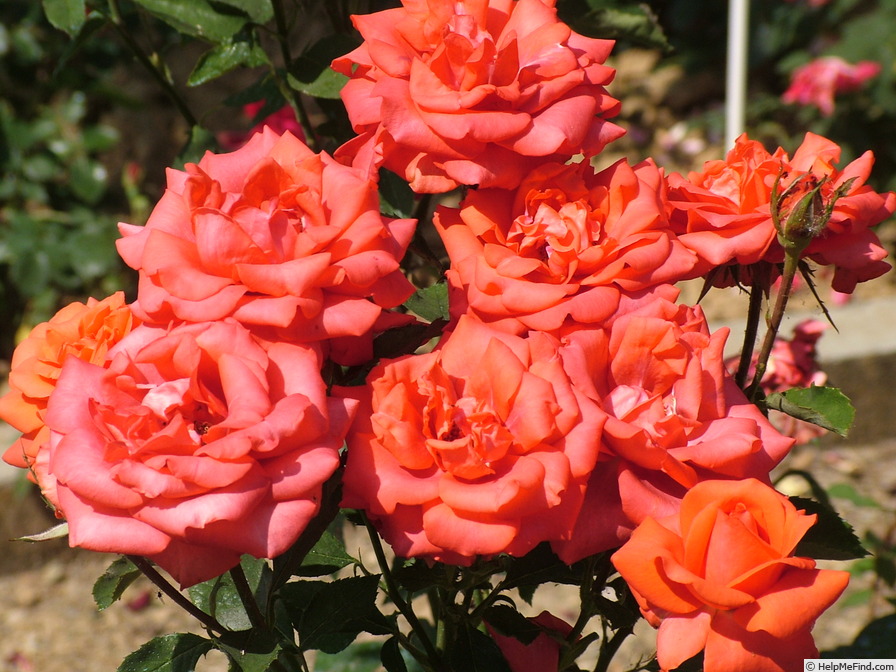 'Fritz Walter' rose photo