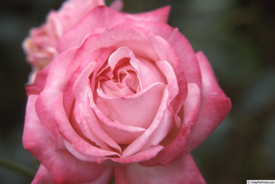 'Stella ® (grandiflora, Tantau before 1956)' rose photo