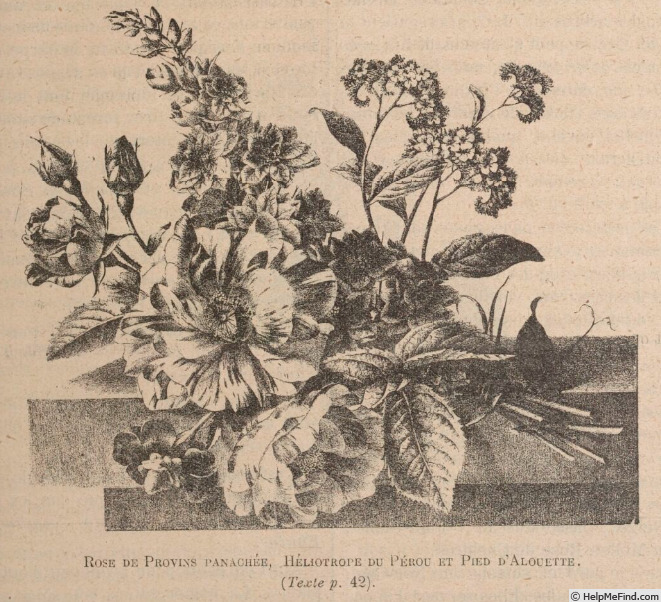 'Provins Panaché' rose photo