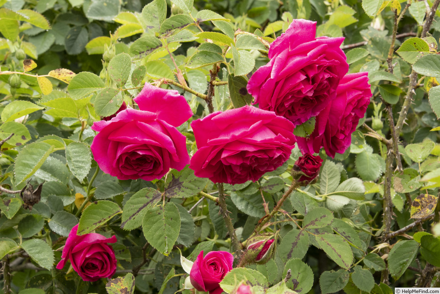 'Capitaine Basroger' rose photo