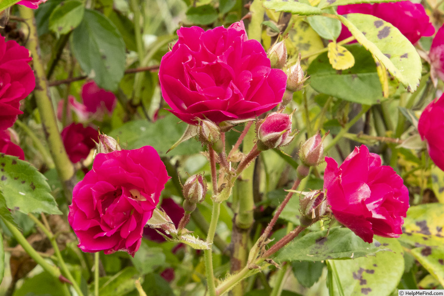 'Coquina' rose photo