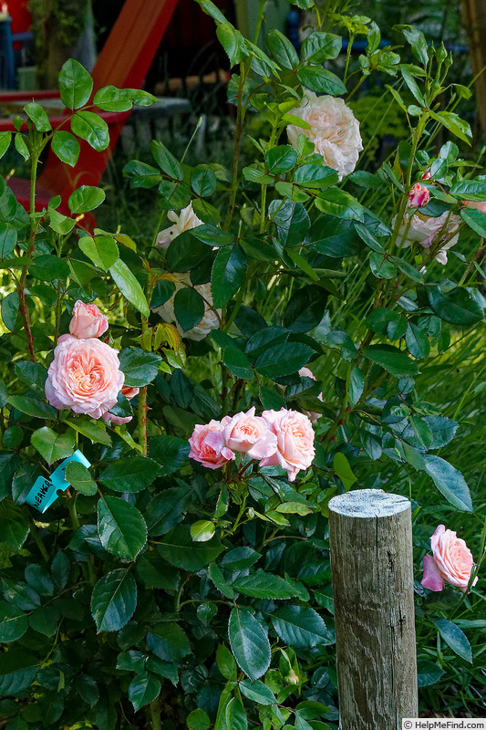 'Dream Weaver (floribunda, Schmitz, 2020)' rose photo
