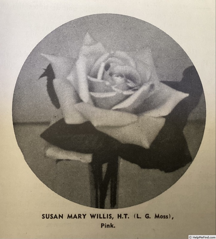 'Susan Mary Willis' rose photo