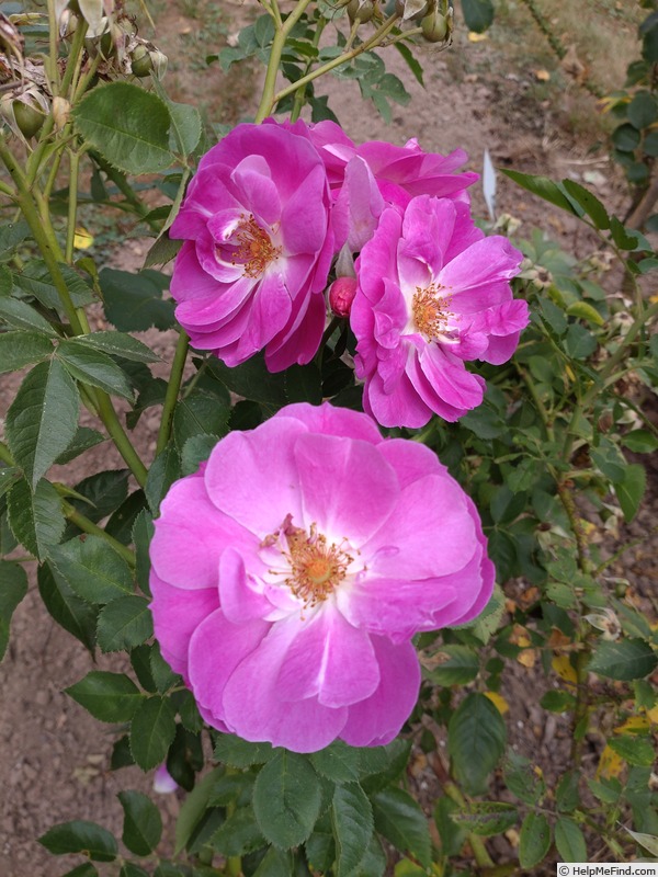 'Big Smile' rose photo
