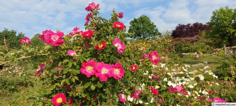 'Meg Merrilies (Hybrid Rubiginosa, Penzance 1894)' rose photo