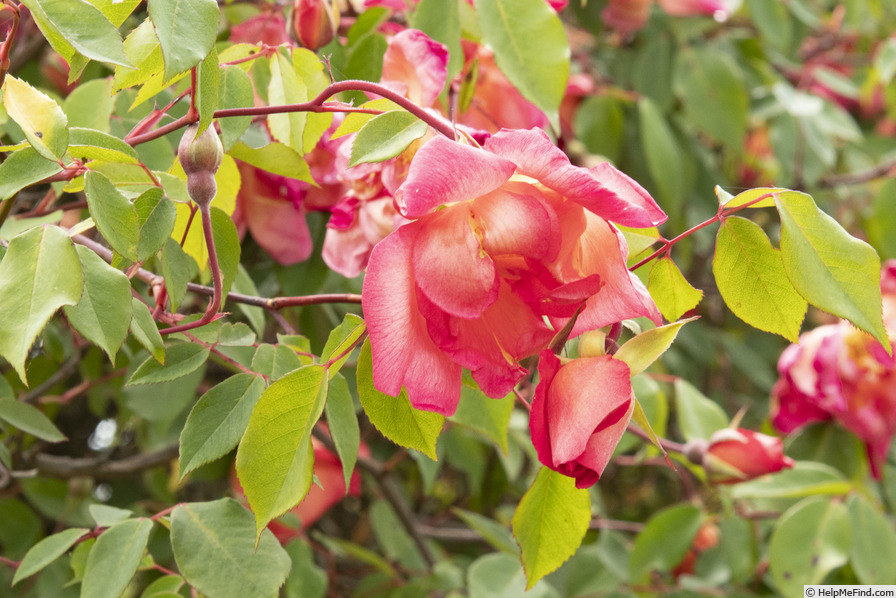 'Comtesse du Cayla' rose photo