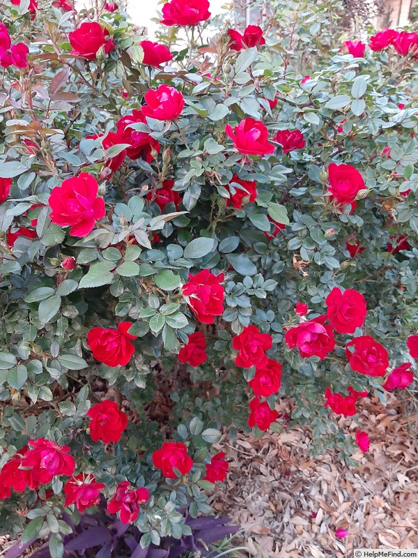 'Red Ayoba' rose photo