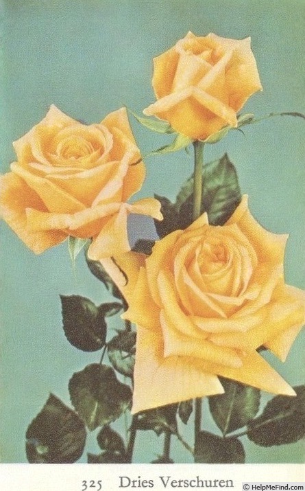 'Dries Verschuren' rose photo