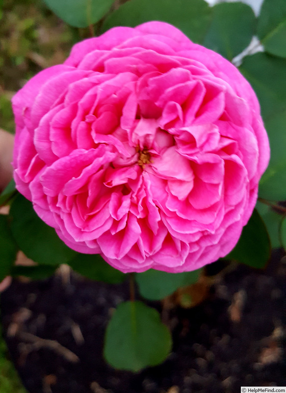 'Dr. J. H. Nicolas' rose photo