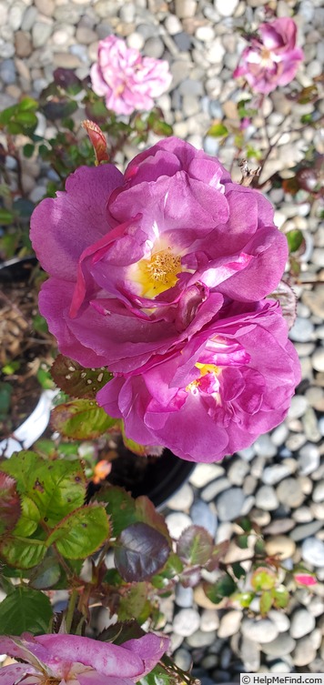 'Ultra Violet Simplcity' rose photo