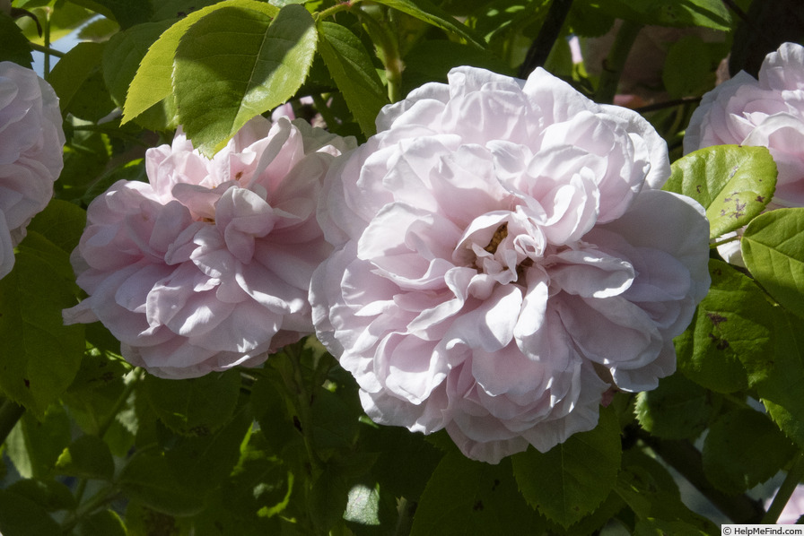 'Madame Constans' rose photo
