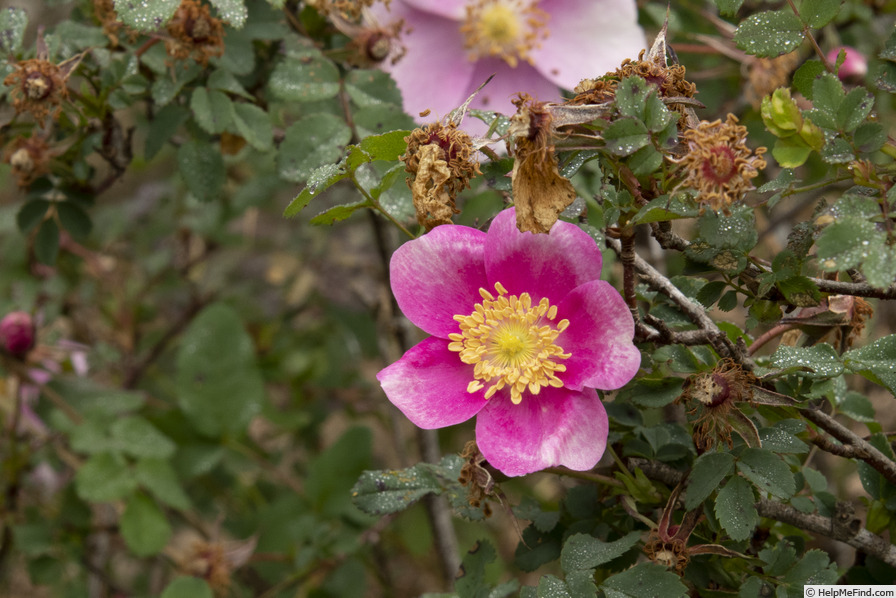 'Mary Queen of Scots (hybrid spinosissima, Lady Moore, 1921)' rose photo