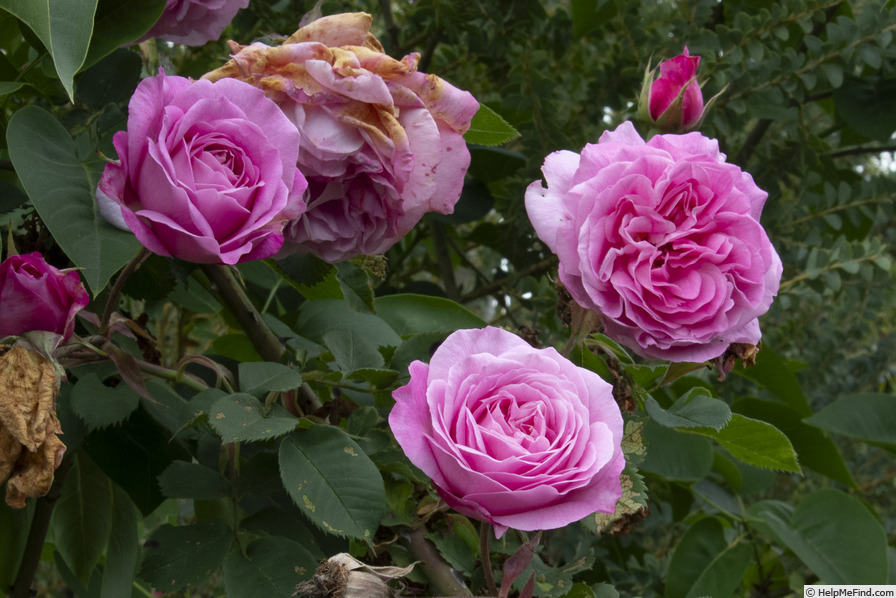 'Madame Lauriol de Barny' rose photo