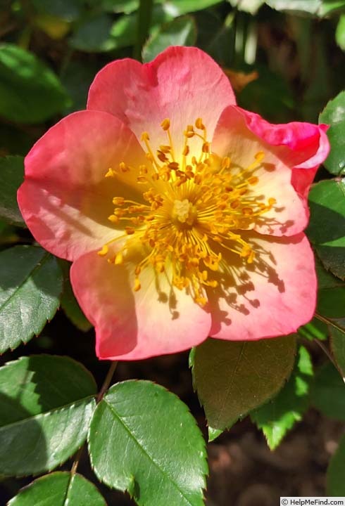 'HOBUXPINKPINK' rose photo