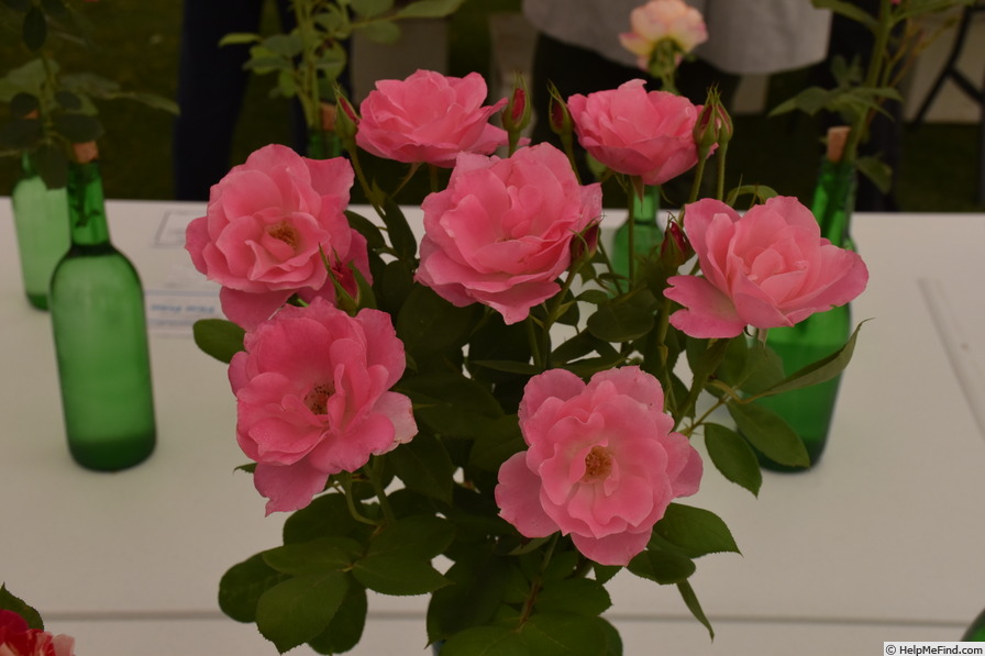 'Pink Simplicity' rose photo