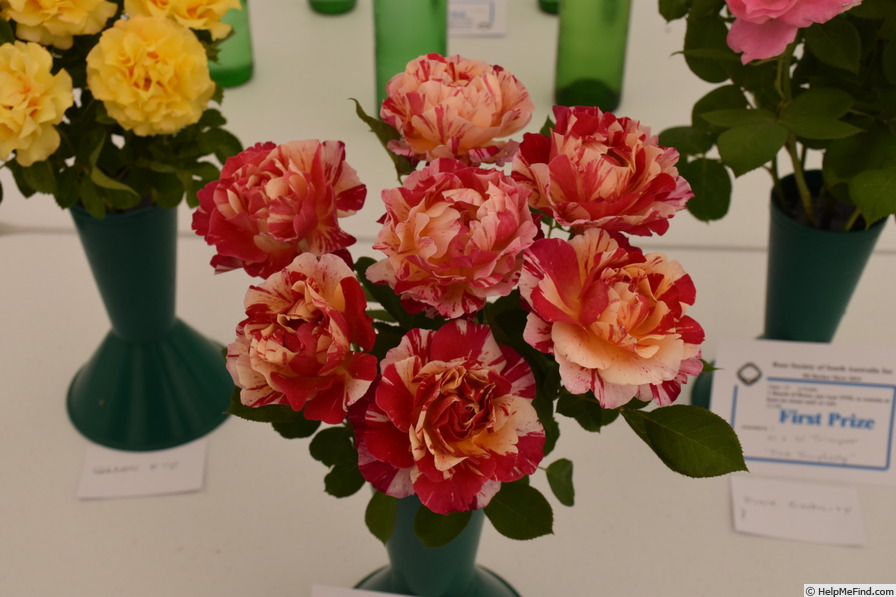 'Maurice Utrillo ™' rose photo