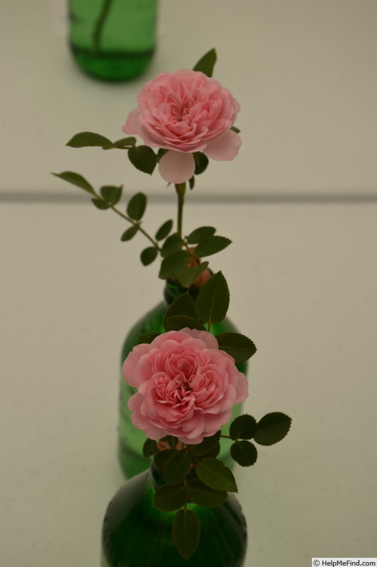 'Eva ® (miniature climber, Evers/Tantau 2008/13)' rose photo