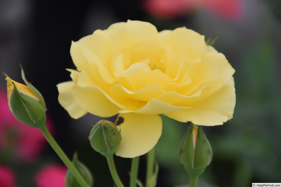 'The Golden Child' rose photo