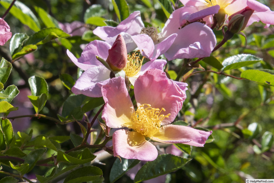 'Pink Mermaid (Large Flowered Climber, Unknown, 1960)' rose photo