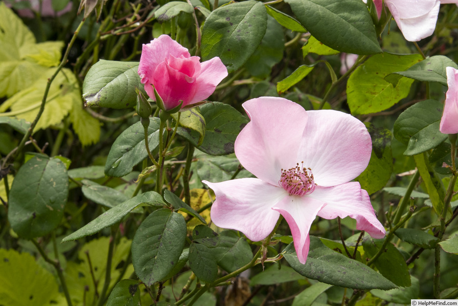 'Poulsen's Pearl' rose photo