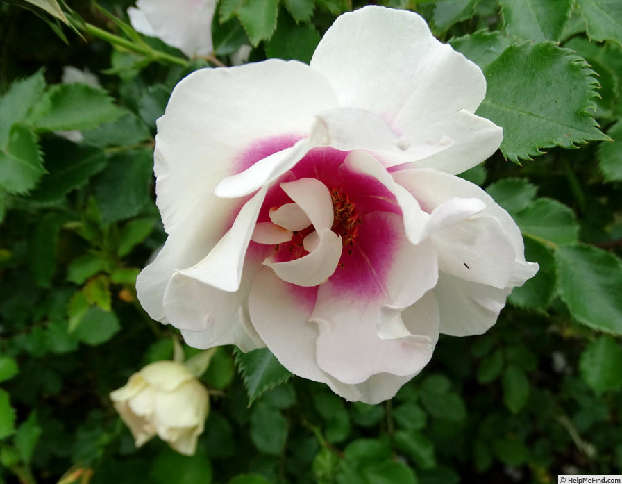 'Bull's Eye (shrub, James 2011)' rose, click to enlarge 'Bull's Eye (shrub, James 2011)' rose photo