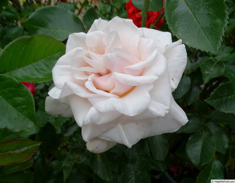 'Charmant ® (hybrid tea, Kordes 2006)' rose photo