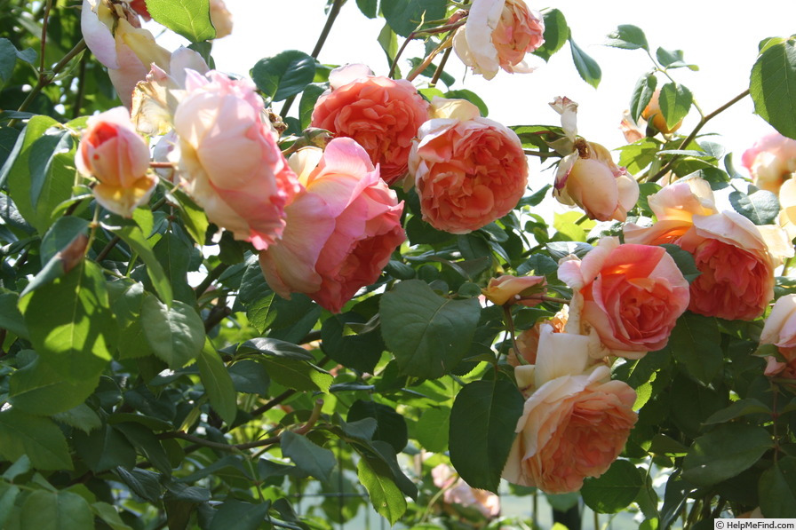 'Papi Delbard ®' rose photo