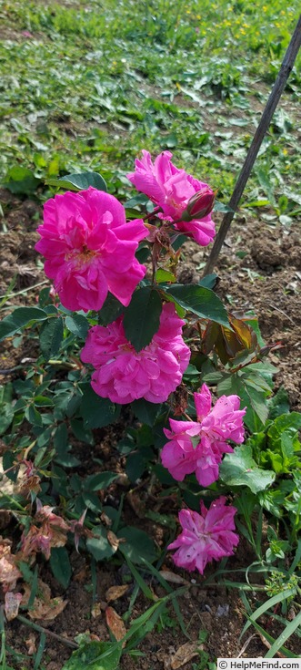'Morlettii' rose photo