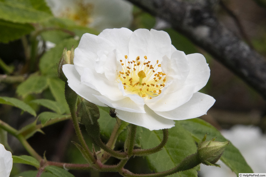 'Rambling Rector' rose photo