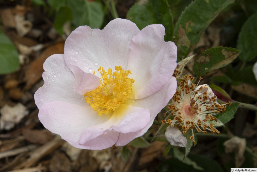 '<i>Rosa macrantha</i> 'Daisy Hill'' rose photo